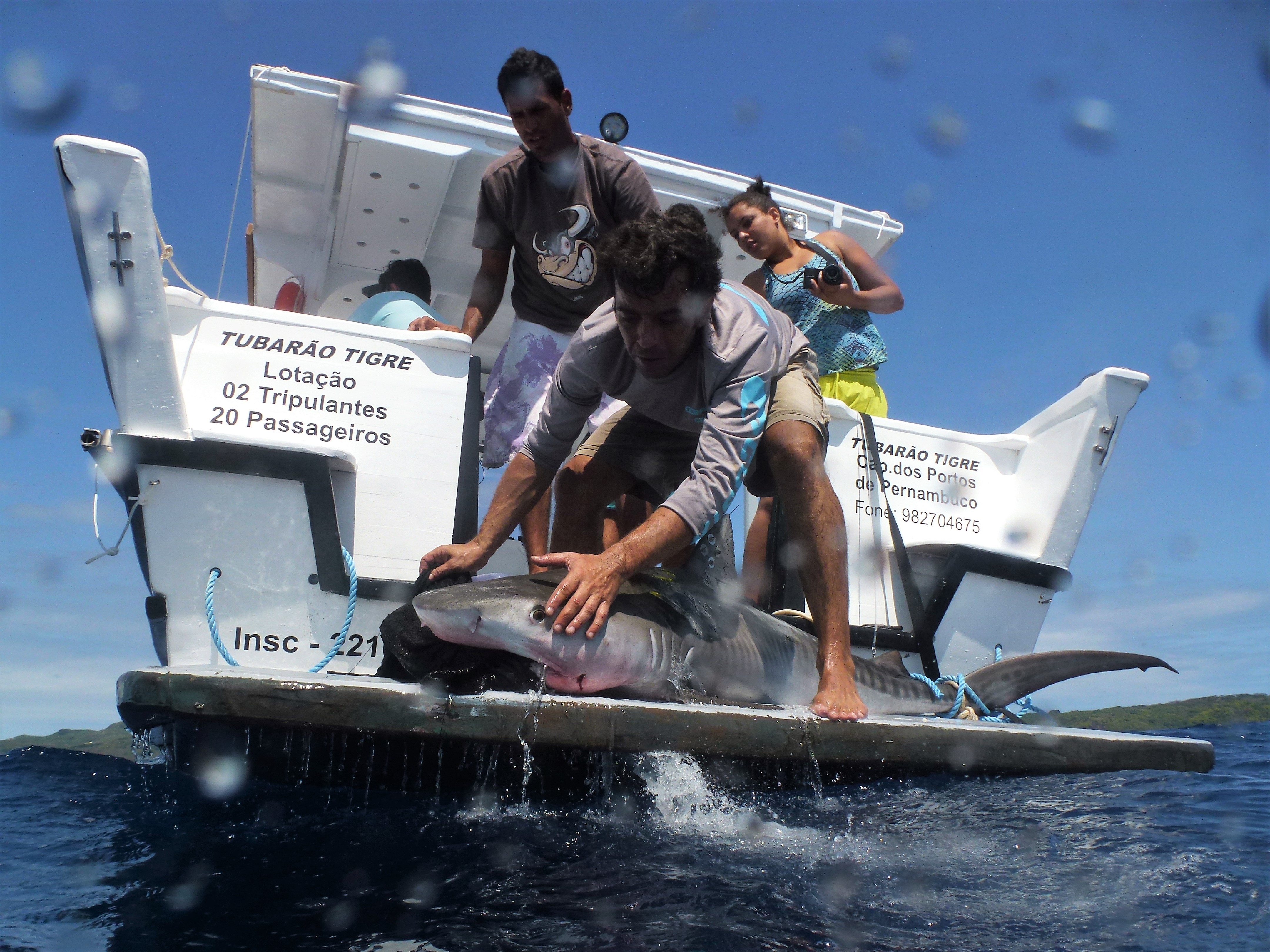 pesquisadores capturando tubarão para pesquisa