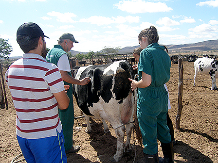 Equipe da Clínica de Bovinos em campo, atendendo uma vaca